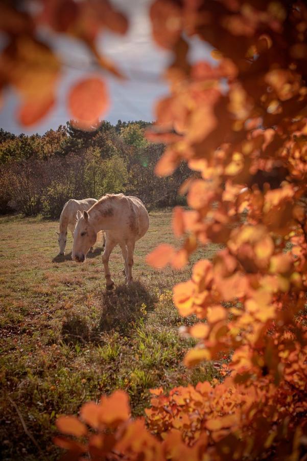 Tmbin'S Barn - Nature, Horses, Family Sežana Exterior foto